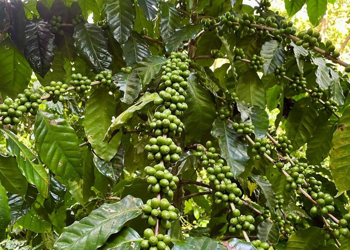 नेपाली कफी विश्वमै उत्कृष्ट, उत्पादन भने न्युन