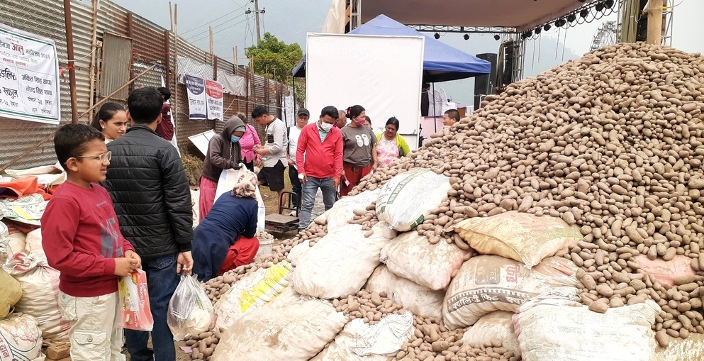 आलु महोत्सवको तयारी पूरा, मेयरले उद्घाटन गर्ने